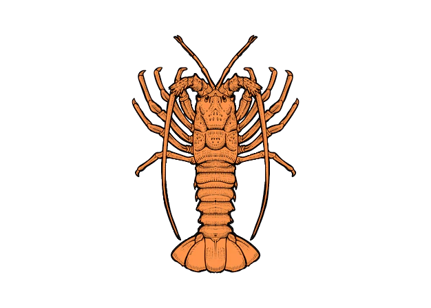 orange hand drawn crayfish
